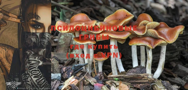индика Белокуриха